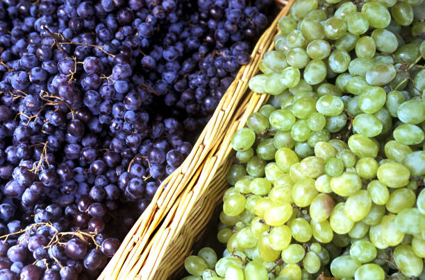Red and White grapes picked and collected in a divided wicker basket stock photo