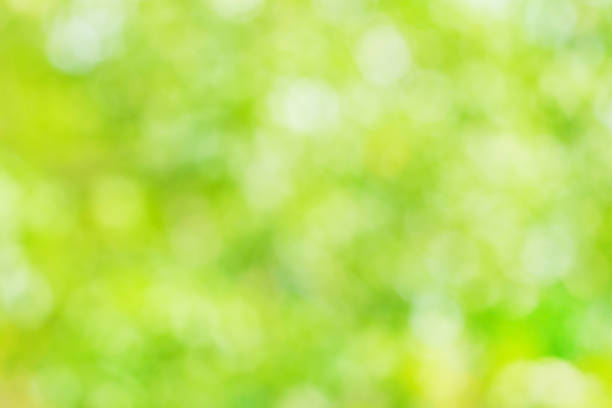 istock Natural blurred summer background of green foliage (abstract, bokeh) 1364802503