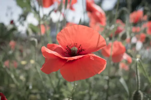 Beautiful red common poppy flowers, Papaver rhoeas, in the field, artistic floral wallpaper