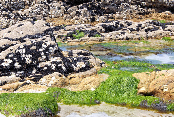 Seaweed and shellfish at low tide on Houat Atlantic Island. France is renowned for its gastronomic food delights and exceptional wine and grape varieties that have created an unmatched reputation worldwide for the finest tastes and culinary experiences