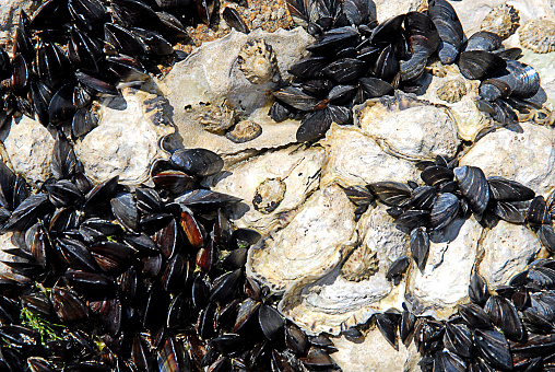 Mussels and Oysters growing in profusion on a rocky beach at Houat Island. France is renowned for its gastronomic food delights and exceptional wine and grape varieties that have created an unmatched reputation worldwide for the finest tastes and culinary experiences
