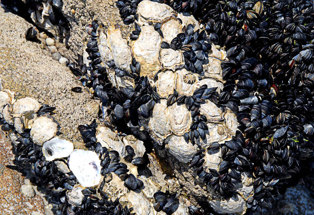 istock Profusion of shellfish at the waters edge on Houat Atlantic Island 1364802889