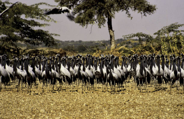 Demoiselle Cranes in feeding plot became alert sensing danger.