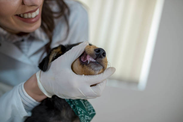 istock Veterinarian examines the dog's teeth 1364809599
