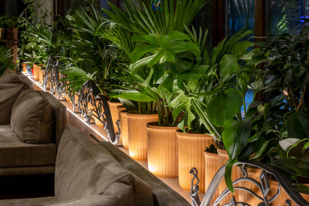 Leaves and Bulbs in Restaurant. Cracov. Poland