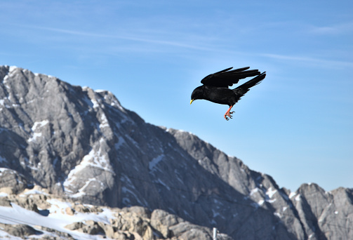 Bird - an alpine chough which belongs to the crow family - flying at the mountain top in the austrian alps depite very strong winds