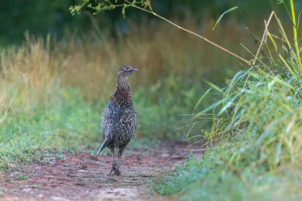 Young male common pheasant (Phasianus colchicus) walking on a dirt road.