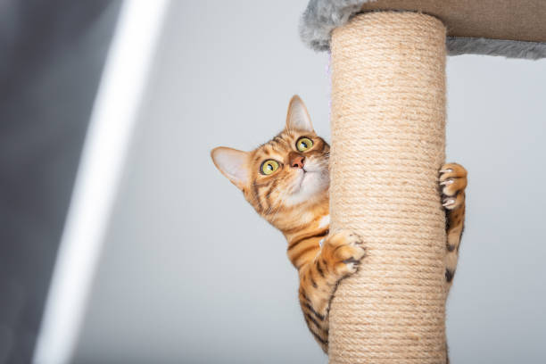 un gato doméstico sube a un poste de gato. - felino fotografías e imágenes de stock