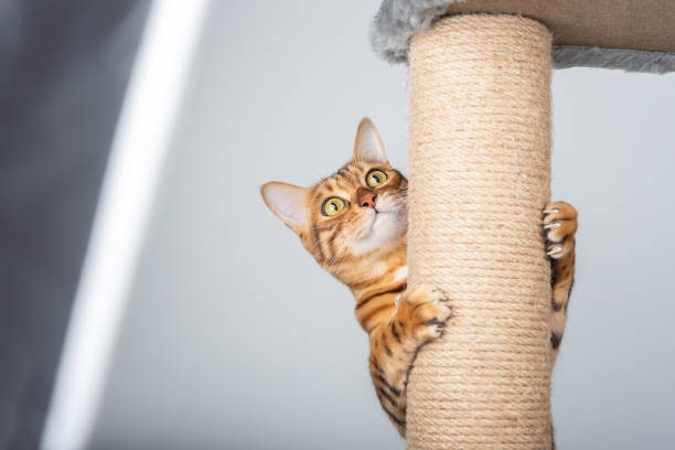 A domestic cat climbs up a cat pole. Funny domestic cat climbs up the cat pole. cat family stock pictures, royalty-free photos & images