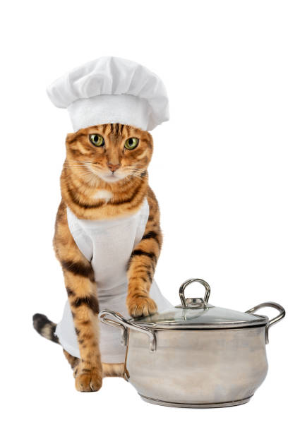 istock Cat - cook and a metal saucepan on a white background 1364813918