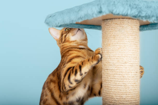 istock Cat with a scratching post on a blue background. 1364813940
