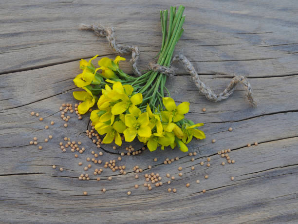 fleurs jaunes d’herbe à moutarde, graines de moutarde sèches sur une table en bois, disposition plate. graines oléagineuses de la plante odorante utile sinapis pour la cuisson - mustard flower photos et images de collection