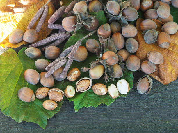 istock Fresh forest hazelnuts, autumn hazel leaves, on a wooden dark table, closeup, selective focus. Seasonal fruits of the corylus shrub for use in food. 1364814739