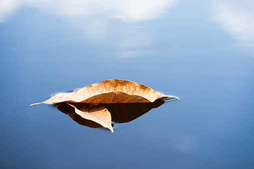 Floating leaf on water surface. Reflection of sky and cloud on water surface.
