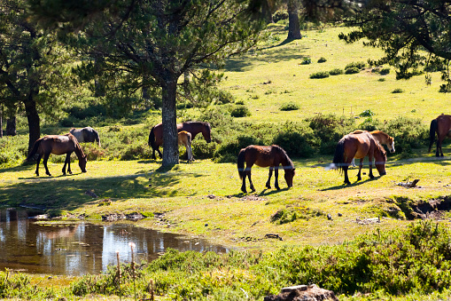 Group of horses grazing on meadow. Foals, horses and mares by a small lake in a pine trees forest.  Galicia, Spain.