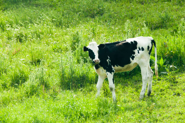 primer plano de la hermosa pantorrilla holstein, prado verde. - beef cattle farm calf summer fotografías e imágenes de stock