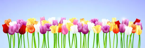 Vector illustration of Spring Tulip Banner