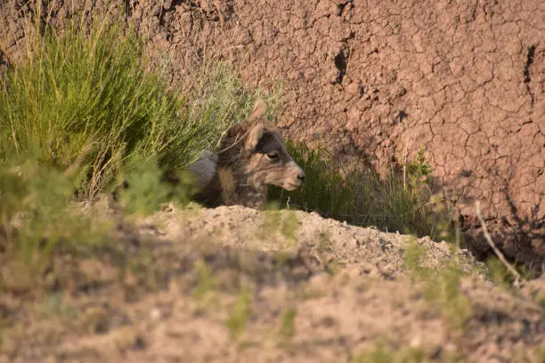 Very cute baby bighorn sheep resting in the badlands.