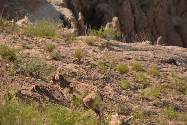 Adorable baby bighorn sheep walking up a hill in the badlands.