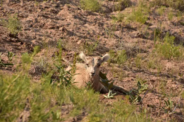 Precious baby bighorn sheep relaxing in the heat of the day.