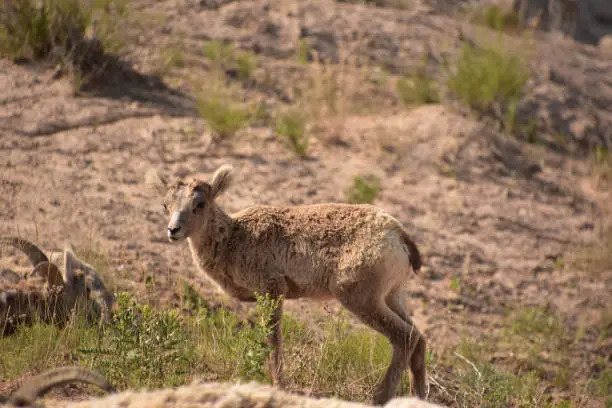 Cute bighorn sheep lamb in South Dakota's Badlands.