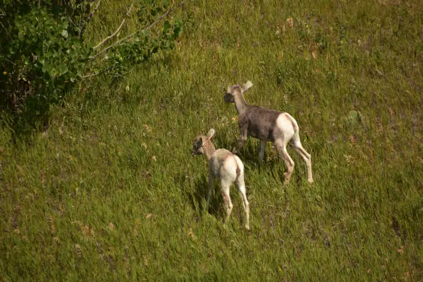 Adorable pair of young bighorn sheep eating grass.