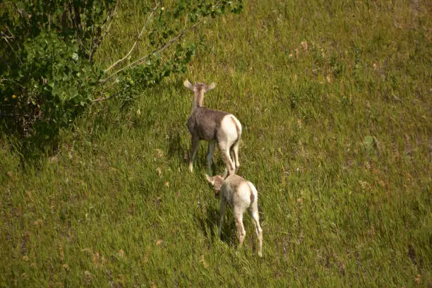 Pair of baby bighorn sheep in the Badlands.