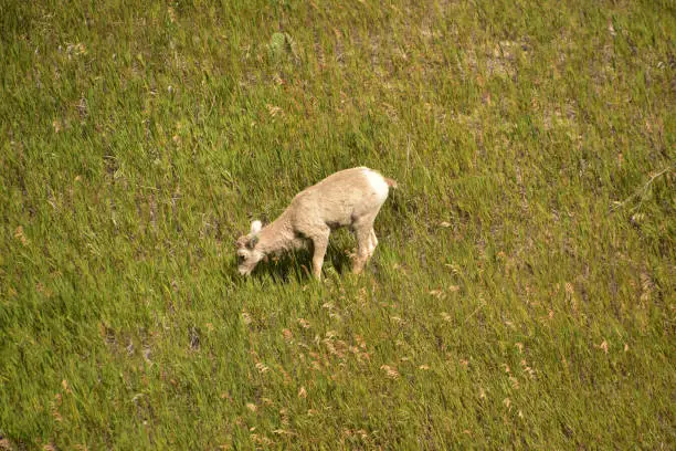 Baby bighorn sheep grazing on a summer day.