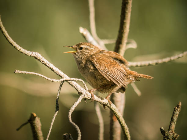 istock Singing wren in the branches 1364819757