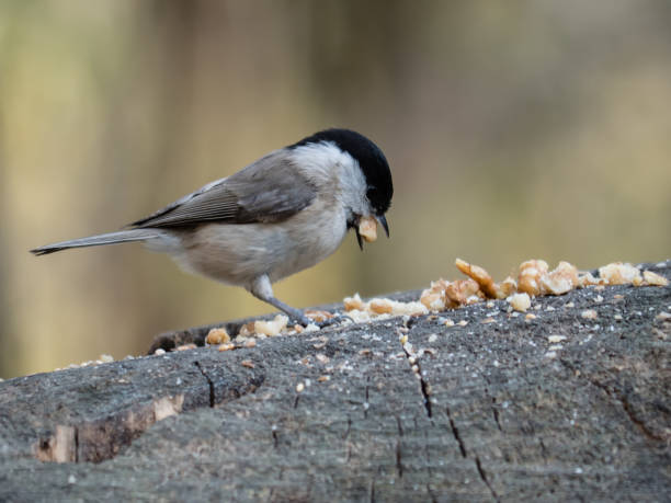 Willow tit at a feeding station Willow at a feeding site, close-up on the side parus palustris stock pictures, royalty-free photos & images