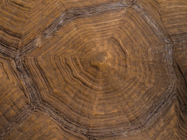 1,000+ Wood Turtle Shell Stock Photos, Pictures & Royalty-Free Images ...