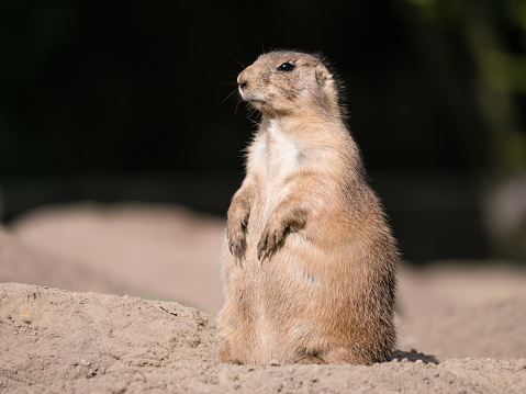 Close-up of a waking prairie dog, looking to the left
