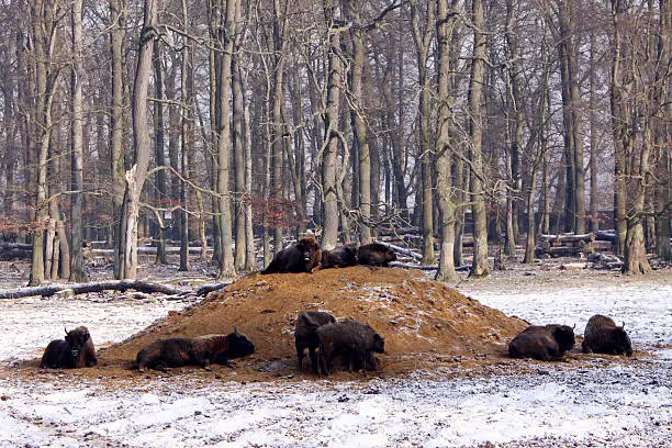European bisons in winter