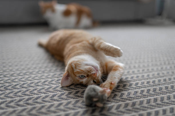 istock brown tabby cat with green eyes plays with a toy on the carpet 1364821321
