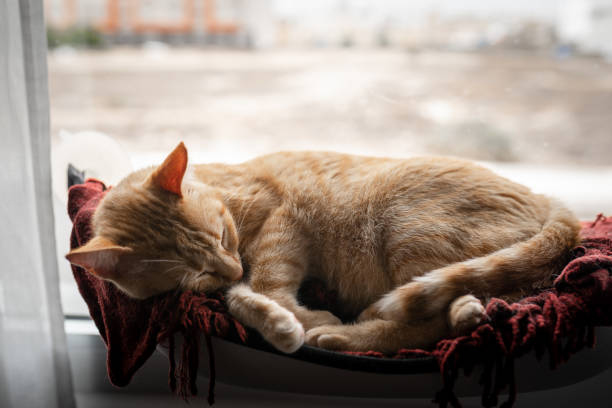 istock brown tabby cat sleeps on a hammock by the window 1364821437