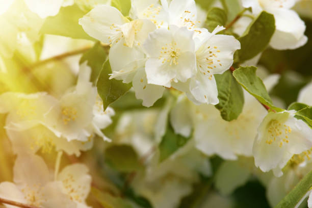 istock Syringa (Philadelphus coronarius) lush blooms 1364821527