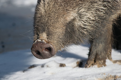 Wild boar snout close up ( Sus Scrofa)