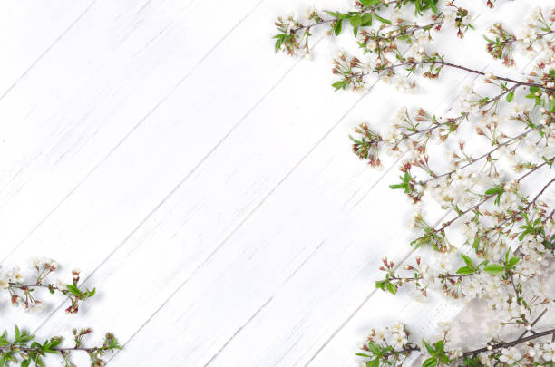 istock Fresh cherry flowers on white painted wooden planks. Copy space 1364822376