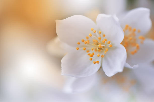 Nature,Flower, Jasmine, Floral,Yellow