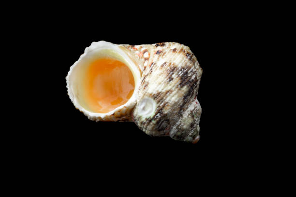 shell of a sea snail on a black background