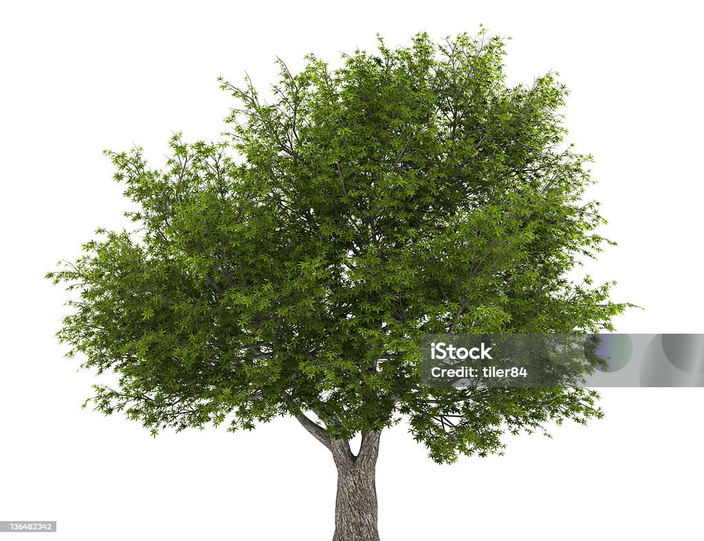 crack árvore de Salgueiro, isolado no fundo branco - Foto de stock de Branco royalty-free