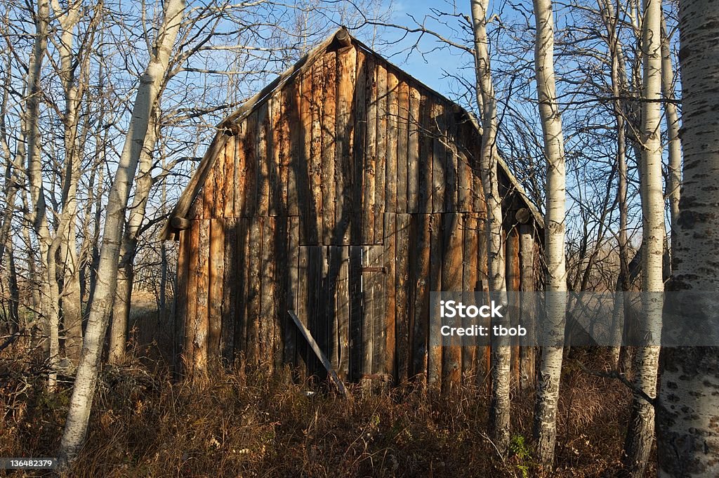 old abandoned farm building: log barn with vertical siding An old barn or shed with split logs applied vertically to the frame.  Situated in a grove of aspen trees with grass and weeds surrounding.  Image taken in th morning in fall. Rural scene in Alberta Abandoned Stock Photo