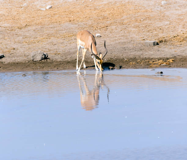 istock Picture of impala drinking water 1364824000