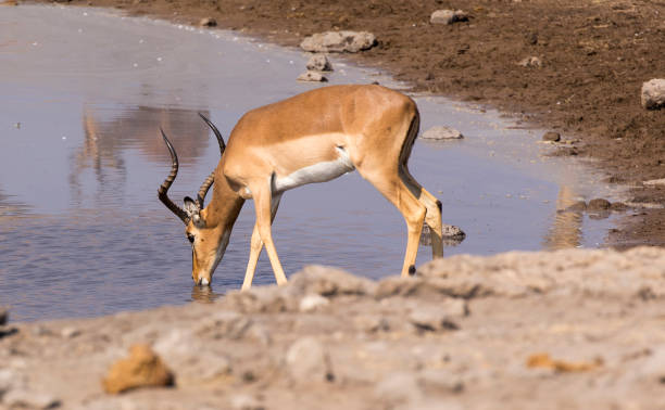 istock Picture of impala drinking water 1364824011