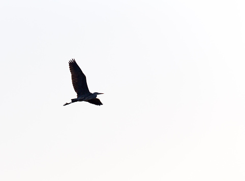 A silhouette over white sky of flying heron