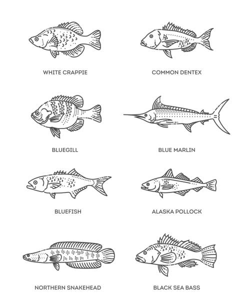 ilustraciones, imágenes clip art, dibujos animados e iconos de stock de conjunto de iconos de peces de contorno vectorial. colección vectorial plana - black bass illustrations