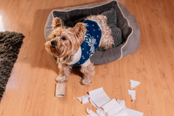 istock Canine mischief. Yorkshire terrier with guilty expression after playing unrolling toilet paper. Concept of disobedience. 1364825231