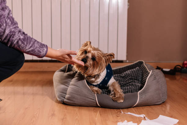 istock Canine mischief. Yorkshire terrier with guilty expression after playing unrolling toilet paper. Concept of disobedience. 1364825244