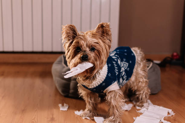 dispetti canini. yorkshire terrier con espressione colpevole dopo aver giocato a srotolare la carta igienica. concetto di disobbedienza. - unrolling foto e immagini stock