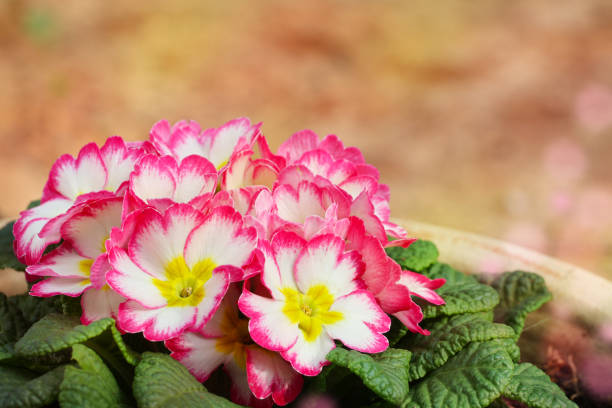 Primula vulgaris in a flower pot. White flowers with a yellow center and pink edging, green leaves